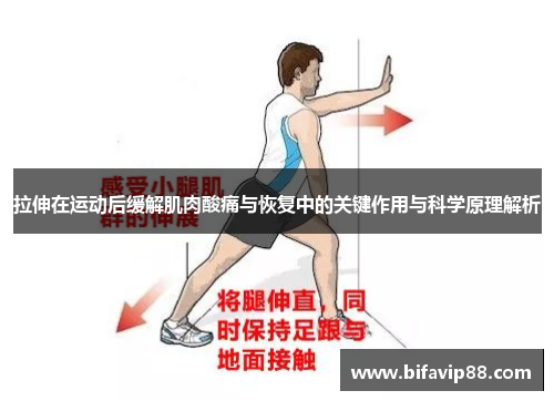 拉伸在运动后缓解肌肉酸痛与恢复中的关键作用与科学原理解析